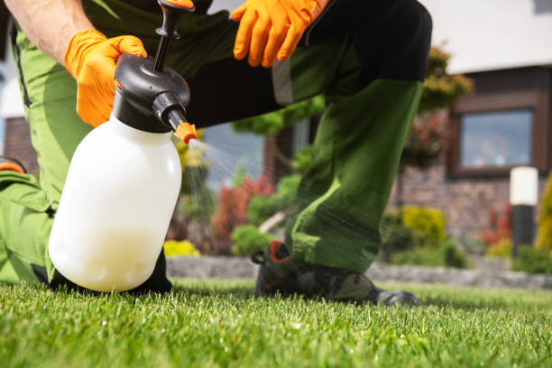 Best Bed Bug Extermination  in Elmont, NY