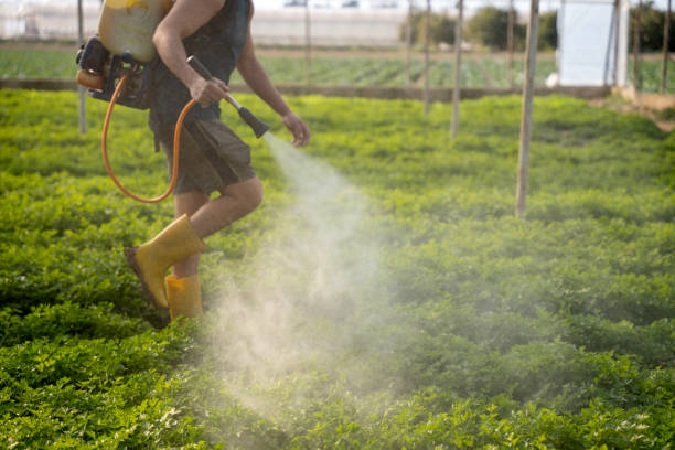 Best Best Pest Control Companies  in Elmont, NY