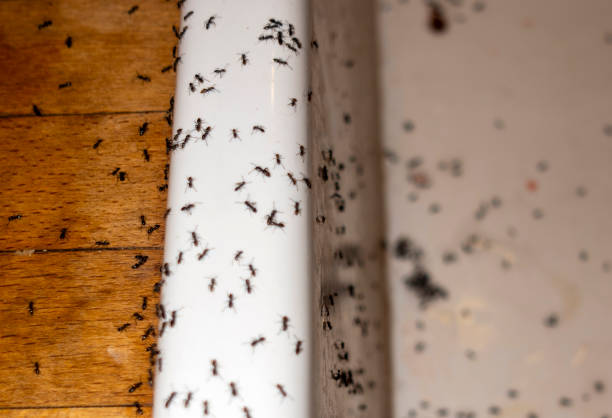 Best Commercial Pest Control Services  in Elmont, NY