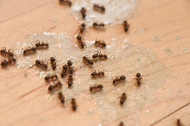 Best Wasp Removal Services  in Elmont, NY