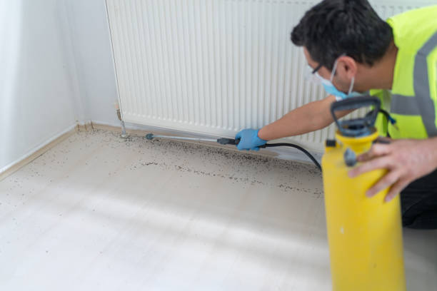 Best Emergency Pest Control  in Elmont, NY